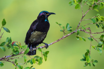 Картинка victoria`s+riflebird животные птицы птичка