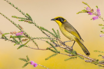 обоя yellow-tufted honeyeater, животные, птицы, птичка