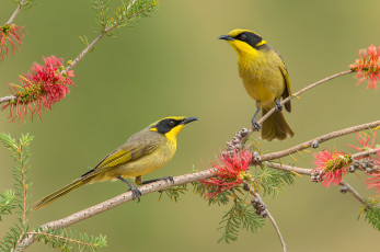 Картинка yellow-tufted+honeyeater животные птицы птичка