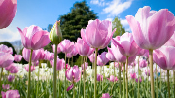 Картинка цветы тюльпаны много розовые природа бутоны