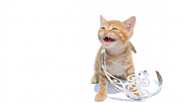 Картинка животные коты диадема принцесса кошечка котёнок