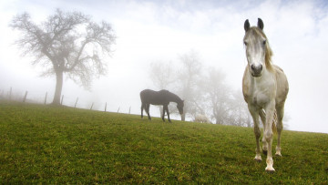Картинка животные лошади заьор туман деревья луг утро