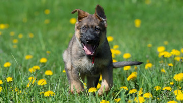 Картинка животные собаки немецкая овчарка собака щенок луг цветы одуванчики радость настроение