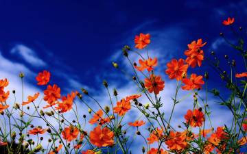 Картинка цветы космея лепестки облака небо природа