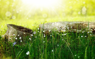 Картинка цветы луговые+ полевые +цветы лето природа пень трава свет боке бревно larisa koshkina