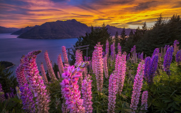 Картинка цветы люпин горы панорама озеро закат