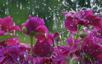 Картинка цветы пионы вода дождь бутоны капли розовые