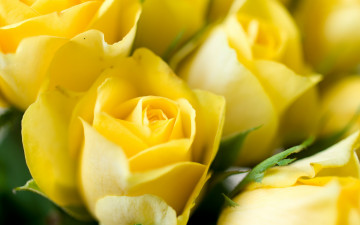 Картинка цветы розы макро бутоны желтые