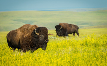 Картинка животные коровы +буйволы национальный парк поле природа бизоны рапс дикая