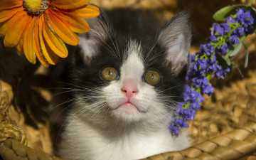 Картинка животные коты цветы взгляд мордашка малыш котёнок корзина