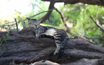 Картинка животные коты дерево отдых сон спящая кошка кот