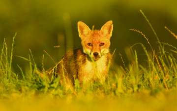 Картинка животные лисы рыжая трава лиса взгляд