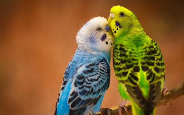 Картинка животные попугаи волнистые попугайчики птицы парочка любовь