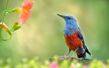 Картинка животные птицы природа макро цветы ветка сад птица