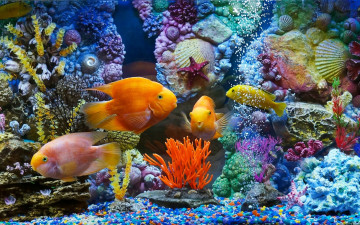 обоя животные, рыбы, аквариум, рыбки, кораллы, ракушки