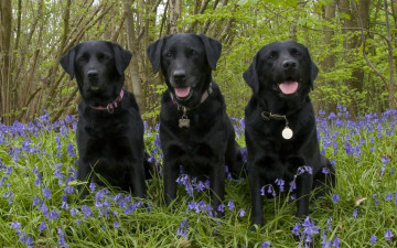Картинка животные собаки колокольчики троица трио цветы лес лабрадор-ретривер