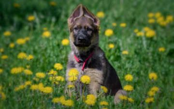 Картинка животные собаки одуванчики цветы луг щенок собака немецкая овчарка