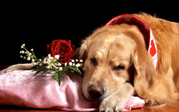 Картинка животные собаки ретривер пёс роза гипсофила грустный