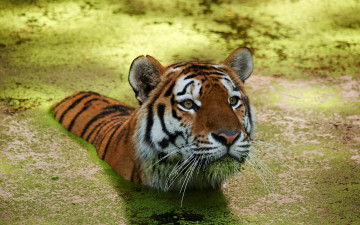 Картинка животные тигры вода пловец тигр