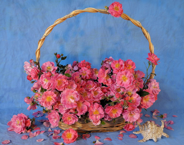 Обои картинки фото цветы, шиповник, ракушка, розовый, корзина