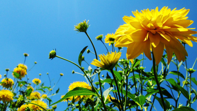 Обои картинки фото цветы, небо, желтые