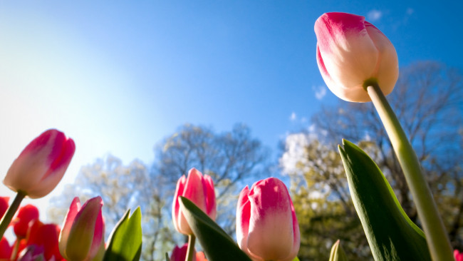 Обои картинки фото цветы, тюльпаны, солнце, небо, бутоны, ракурс, листья, урупным, планом