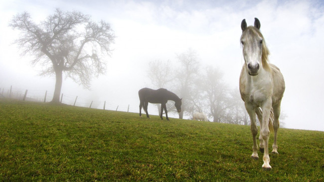Обои картинки фото животные, лошади, заьор, туман, деревья, луг, утро
