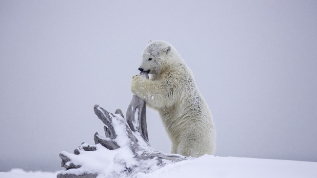 Обои картинки фото животные, медведи, детёныш, медвежонок, медведь, белый, коряга, зима, снег, аляска
