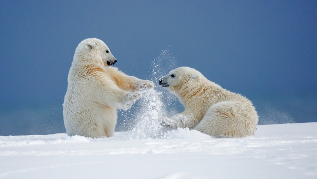 Обои картинки фото животные, медведи, забава, игры, зима, снег, аляска, медвежата, белые
