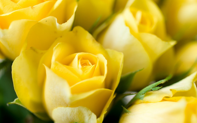 Обои картинки фото цветы, розы, макро, бутоны, желтые