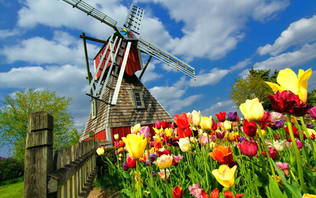 Обои картинки фото разное, мельницы, нидерланды, ветряная, мельница, тюльпаны, цветы