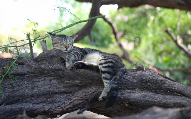 Обои картинки фото животные, коты, дерево, отдых, сон, спящая, кошка, кот
