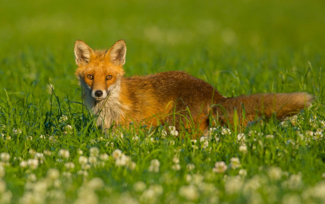 Обои картинки фото животные, лисы, рыжая, взгляд, луг, трава, цветы, клевер, лиса