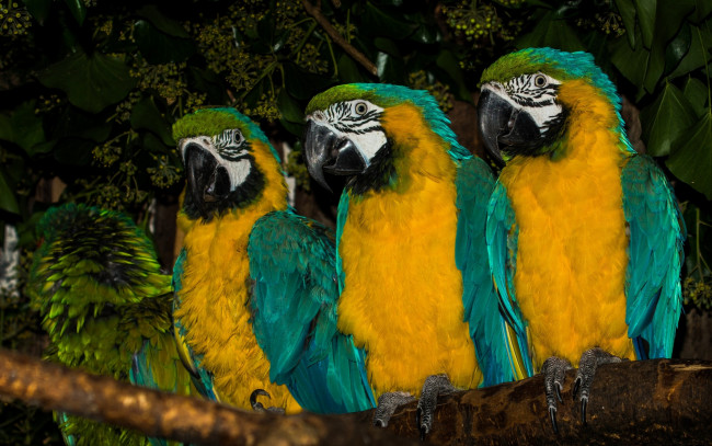 Обои картинки фото животные, попугаи, сине-жёлтый, ара, птицы, трио, ветка