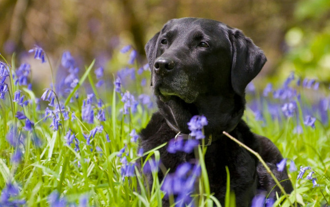 Обои картинки фото животные, собаки, колокольчики, цветы, собака, лабрадор-ретривер