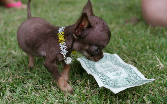 Обои картинки фото животные, собаки, пес, маленький, доллар
