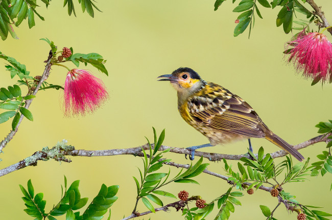 Обои картинки фото macleay`s honeyeater, животные, птицы, птичка