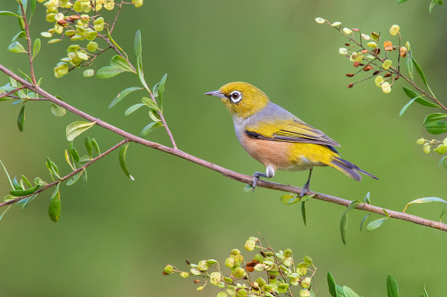 Обои картинки фото silvereye, животные, птицы, птичка