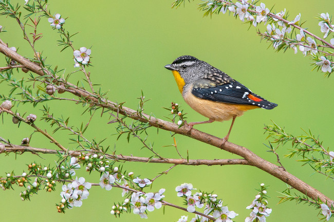 Обои картинки фото spotted pardalote, животные, птицы, птичка