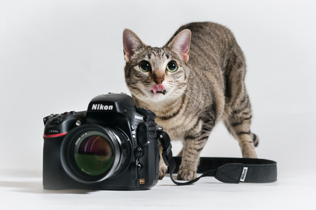 Обои картинки фото животные, коты, кошка, камера