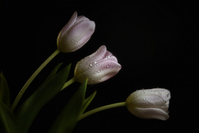 Обои картинки фото цветы, тюльпаны, капли, бледно-розовые, роса, темный, фон