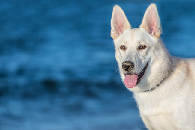 Обои картинки фото животные, собаки, язык, морда, белая, собака, уши