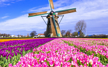 обоя разное, мельницы, мельница, нидерланды, разноцветные, поле, keukenhof, lisse, тюльпаны