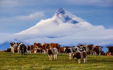 Картинка животные коровы +буйволы гора анды Чили