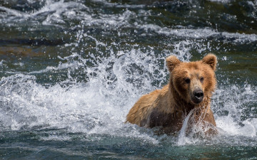 обоя животные, медведи, вода, медведь
