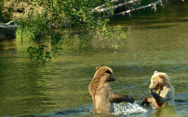 Обои картинки фото животные, медведи, река, купание