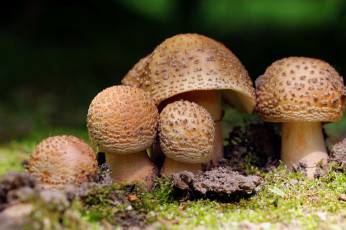 Картинка природа грибы макро лес мох