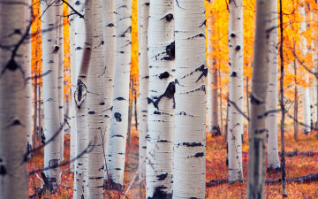 Картинка природа лес осень березы