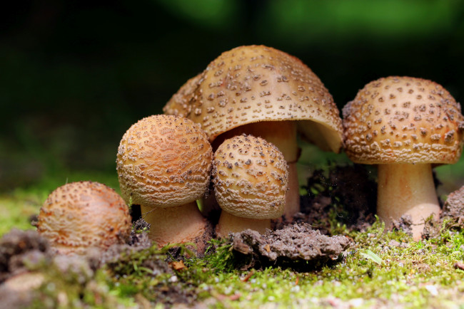 Обои картинки фото природа, грибы, макро, лес, мох