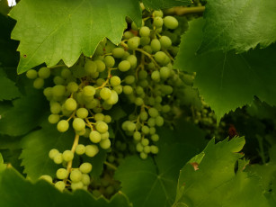 Картинка природа ягоды +виноград зеленый виноград